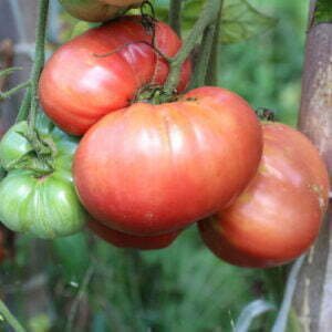 Tomate Beefsteak Belmonte de Calabre