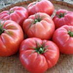 Tomate Beefsteak Elephant Rose