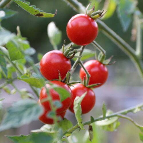 Tomate Cerise Grand Mystère