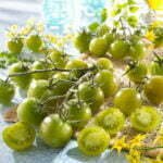 Tomate Cerise Raisin Vert