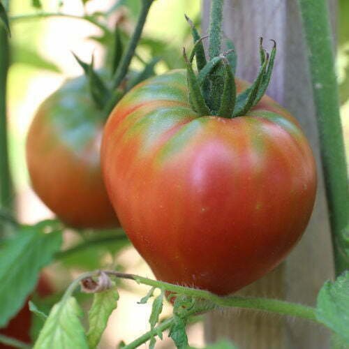 Tomate Cœur de Bœuf Charbonneuse de Fabrice de Bousquet