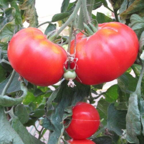 Tomate Double Riche