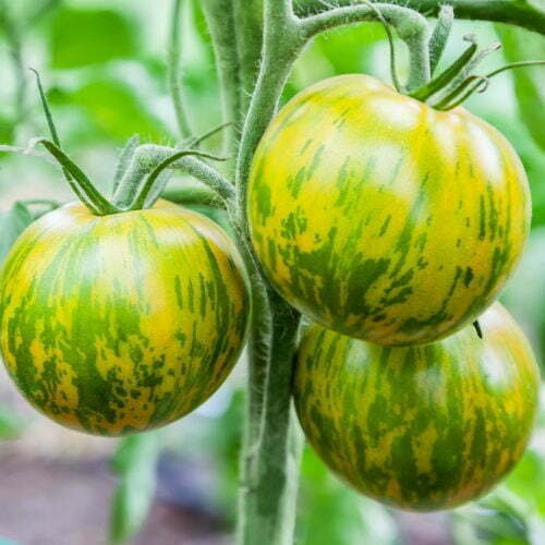 Tomate Green Zebra