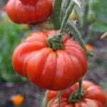 Tomate Marmande