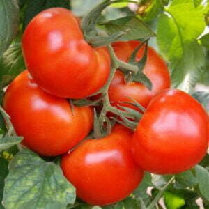 Tomate Merveille du Marché