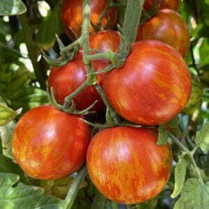 Tomate Red Zebra