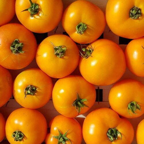 Tomate Carotina