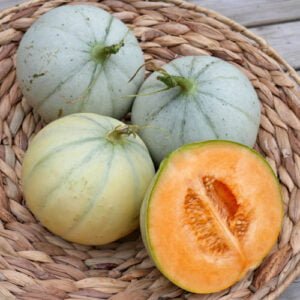 Melon Charentais