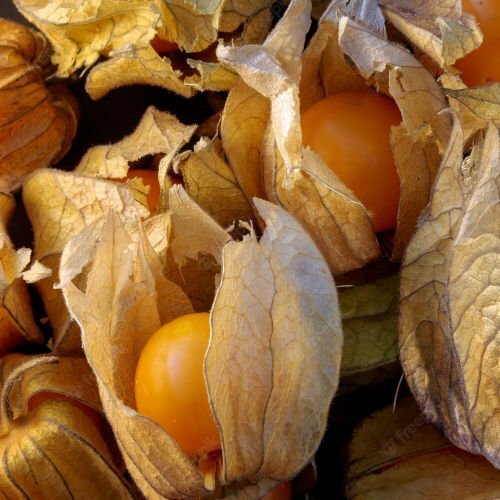 Physalis Coqueret du Pérou