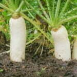 Radis Daikon Blanc Laurin