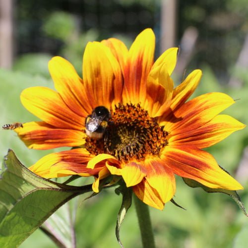 Tournesol Géant en mélange