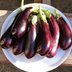 Aubergine Longue Violette