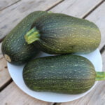 Courgette d'Arenborn