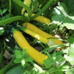Courgette Golden Rush