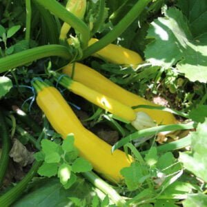 Courgette Golden Rush