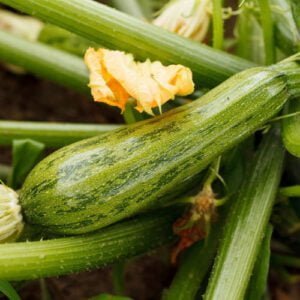 Courgette Nimba