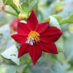 Dahlia Nain Mignon