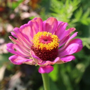 Zinnia