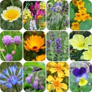 12 Fleurs Comestibles