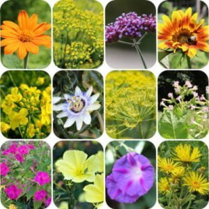 12 Grandes Fleurs Mellifères