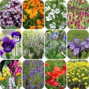 12 Petites Fleurs Mellifères