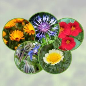 Mélange de Fleurs Comestibles