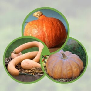 Mélange 3 Courges