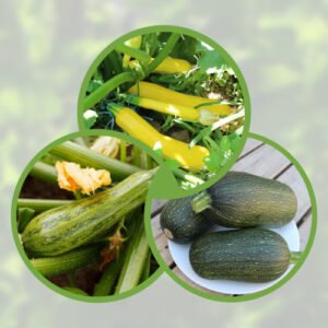 Mélange 3 Courgettes
