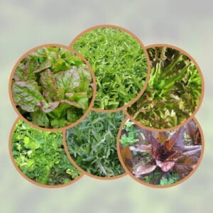 Mesclun Printemps Eté