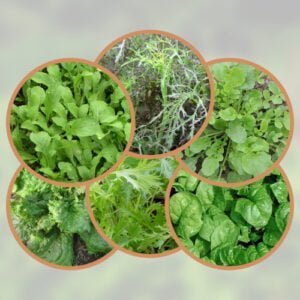 Mesclun Automne Hiver Printemps