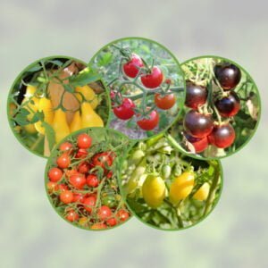 Mélange 5 Tomates Cerises