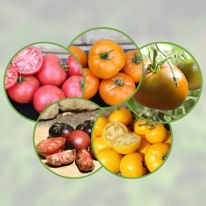 Mélange 5 Tomates