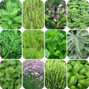 12 Aromates Culinaires