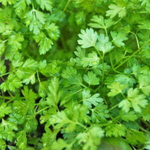 Cerfeuil Cultivé