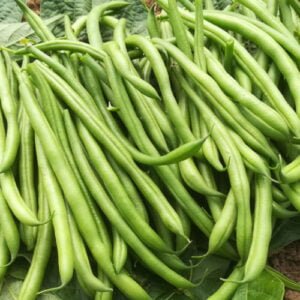 Haricot Nain Marona