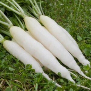 Radis Eiszapfen
