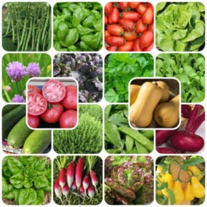 Potager Débutant - 18 variétés