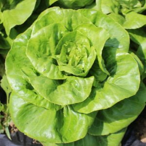 Laitue Romaine Sucrine