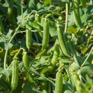 Pois Cultivé Petit Provençal