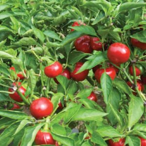 Piment Boule de Turquie