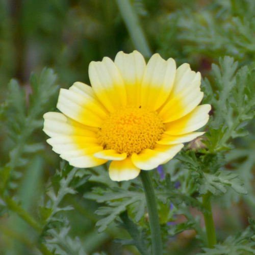 Chrysanthème comestible