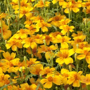 Tagète aux petites fleurs