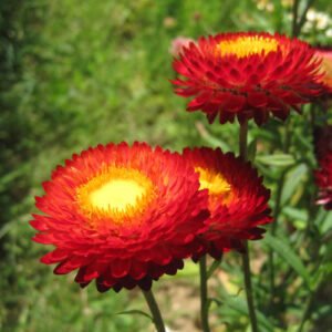 Immortelle à Bractée