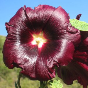 Rose Trémière