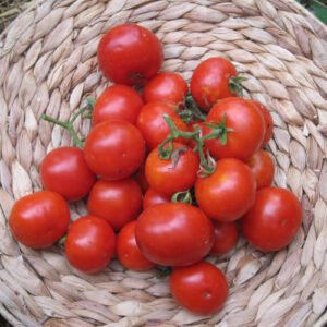 Tomate Sasha Altaï