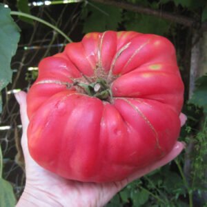 Tomate Beefsteak Ancienne Marmande
