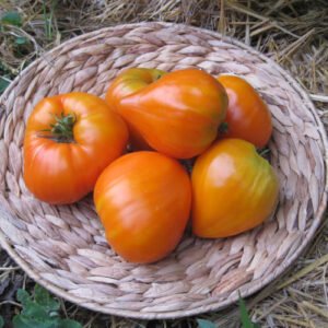 Tomate Coeur de Boeuf Orange
