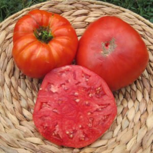 Tomate Beefsteak Oncle Rémi