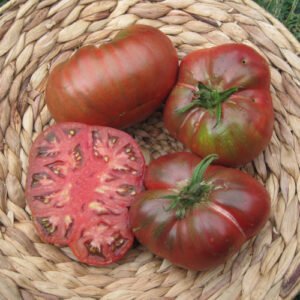 Tomate Noire de Russie