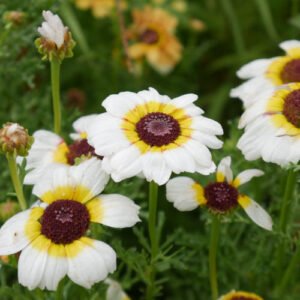 Chrysanthème Tricolore